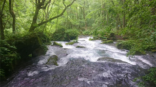 青森 奥入瀬渓流