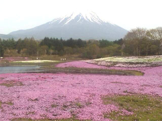 富士 芝桜